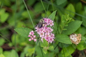 A honeybee in flight and on flower.