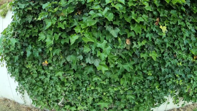 Efeu Hedera helix w&auml;chst an Mauer