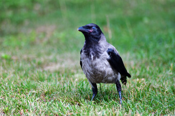 Blue Eyed Crow
