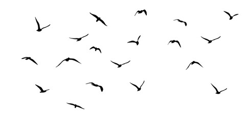 png flock of birds silhouette isolated on clear background	