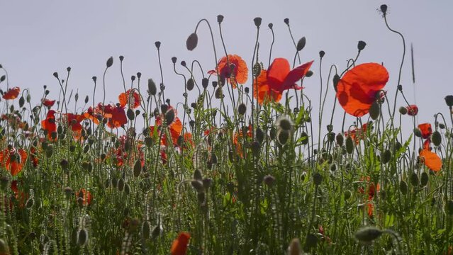 poppy flowers, low angle backlit, swaying in breeze