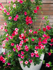 Fototapeta na wymiar Garden pot with a plant with very bushy red flowers