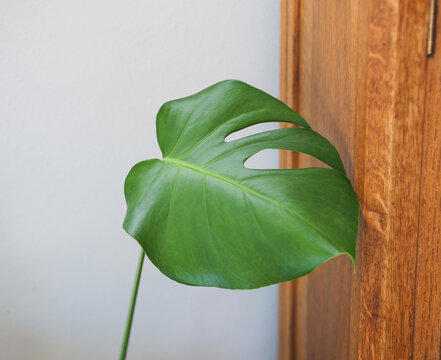 Monstera Leaf Near Oak Cabinet 