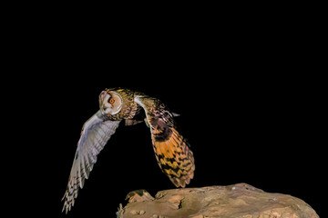 long eared owl