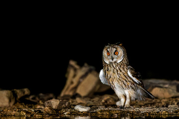long eared owl