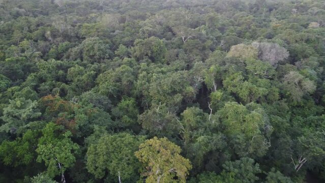 This footage was taken during a 5 Day hike in the ancient mayan jungle on the border between Mexico and Guatemala. A lot of biodiversity can be seen such as Howler- and Spidermonkeys.