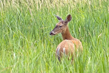 Deer moving around in tall grass.