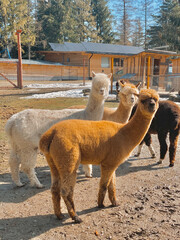 llama in the zoo - obrazy, fototapety, plakaty