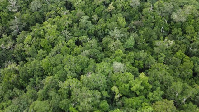 This footage was taken during a 5 Day hike in the ancient mayan jungle on the border between Mexico and Guatemala. A lot of biodiversity can be seen such as Howler- and Spidermonkeys.