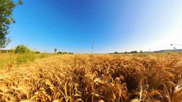 goldgelbes Getreidefeld mit blauem Himmel und leichtem Wind, Kornfeld, Landwirtschaft, Ackerbau, Weizen, Roggen, Hafer, Dinkel