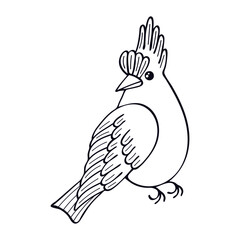 Bird red cardinal line art. Cute little forest bird. Exotic feathered. Hand drawn vector sketch illustration.