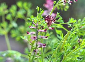 Fumaria officinalis blooms in nature