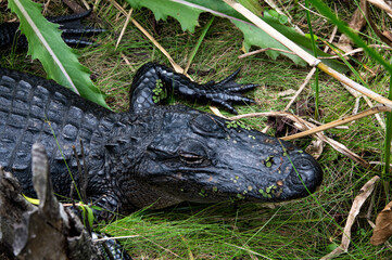 DDB_BaratariaBlackGatorHeadshotCloseup