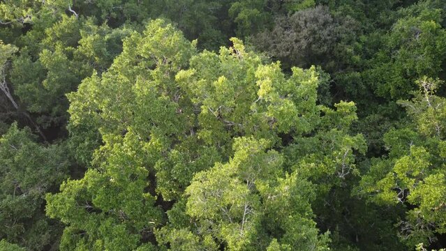 This footage was taken during a 5 Day hike in the ancient mayan jungle on the border between Mexico and Guatemala. A lot of biodiversity can be seen such as Howler- and Spidermonkeys.