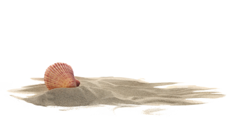 Sea shell in sand pile isolated on white, side view
