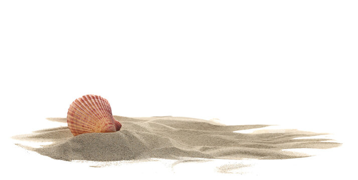 Sea shell in sand pile isolated on white, side view