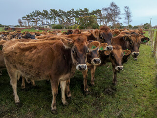 Young Brown Cows