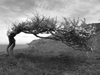 Hawthorn tree distorted by the wind on the Pembrokeshire coast near Llangrannog
