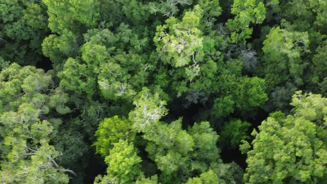 This footage was taken during a 5 Day hike in the ancient mayan jungle on the border between Mexico and Guatemala. A lot of biodiversity can be seen such as Howler- and Spidermonkeys.