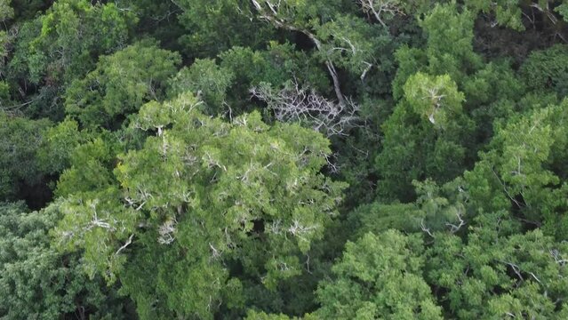 This footage was taken during a 5 Day hike in the ancient mayan jungle on the border between Mexico and Guatemala. A lot of biodiversity can be seen such as Howler- and Spidermonkeys.