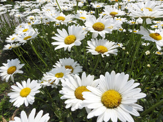 Fototapeta premium Field of daisies on a sunny summer day