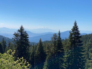 trees in the mountains