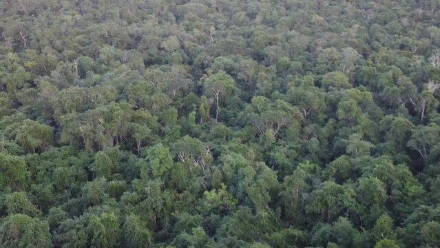 This footage was taken during a 5 Day hike in the ancient mayan jungle on the border between Mexico and Guatemala. A lot of biodiversity can be seen such as Howler- and Spidermonkeys.