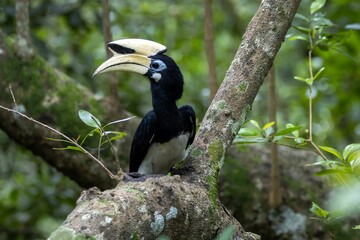 Oriental pied hornbill, Anthracoceros albirostris
