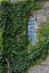 ivy growing up old castle ruin stone walls and across arched window
