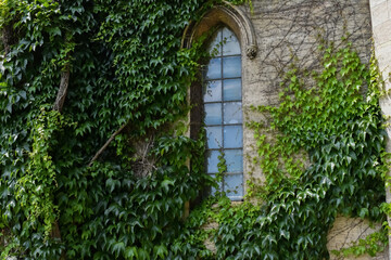 ivy growing up old castle ruin stone walls and across arched window