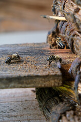 Bees bring nectar to the hive close-up.
