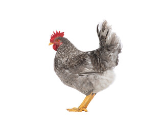 gray rooster isolated on white background