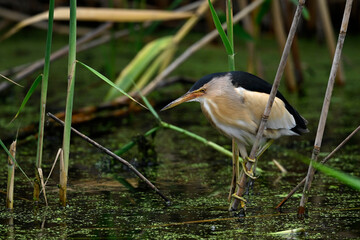 Little bittern // Zwergdommel (Ixobrychus minutus) 