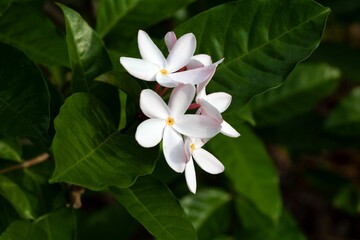Flower of a Kopsia rosea tree