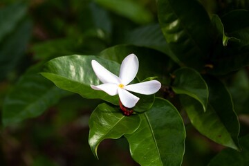Flower of a Kopsia rosea tree