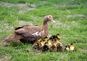 Muscovy duck with a brood of ducklings on a green lawn