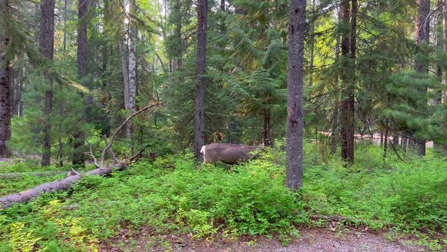 A deer walking through Apgar Campground in Glacier National Park