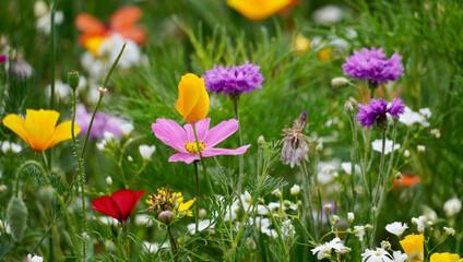 Obraz premium Wild flower field in the summer sunshine with vibrant coloured petals and flower heads of various mixed species.