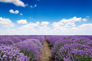 Fototapeta na wymiar Beautiful lavender field with cloudy sky