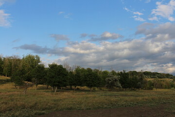 A field with trees and blue sky