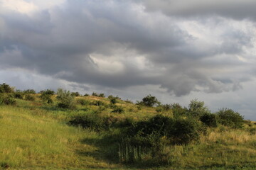 Fototapeta premium A grassy hill with bushes and trees