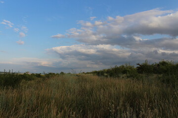 Fototapeta premium A field of tall grass and trees