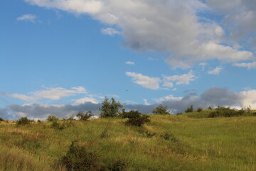 Fototapeta na wymiar A grassy hill with trees and blue sky