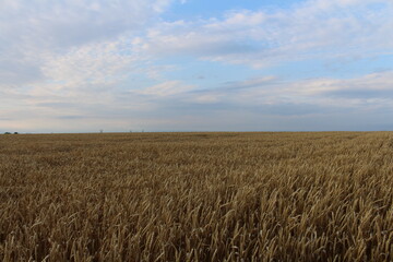 A field of wheat under a blue sky © parpalac