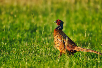 pheasant in the grass