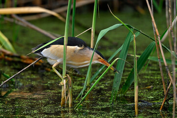 Little bittern // Zwergdommel (Ixobrychus minutus) 