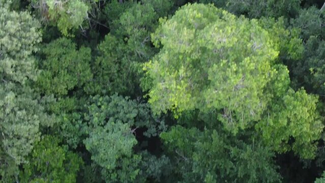 This footage was taken during a 5 Day hike in the ancient mayan jungle on the border between Mexico and Guatemala. A lot of biodiversity can be seen such as Howler- and Spidermonkeys.
