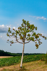 Fototapeta na wymiar Junger Apfelbaum mit kleinen reifen Äpfeln