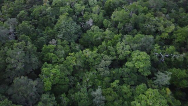This footage was taken during a 5 Day hike in the ancient mayan jungle on the border between Mexico and Guatemala. A lot of biodiversity can be seen such as Howler- and Spidermonkeys.