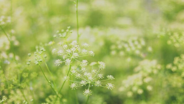 grown parsley in bloom close-up